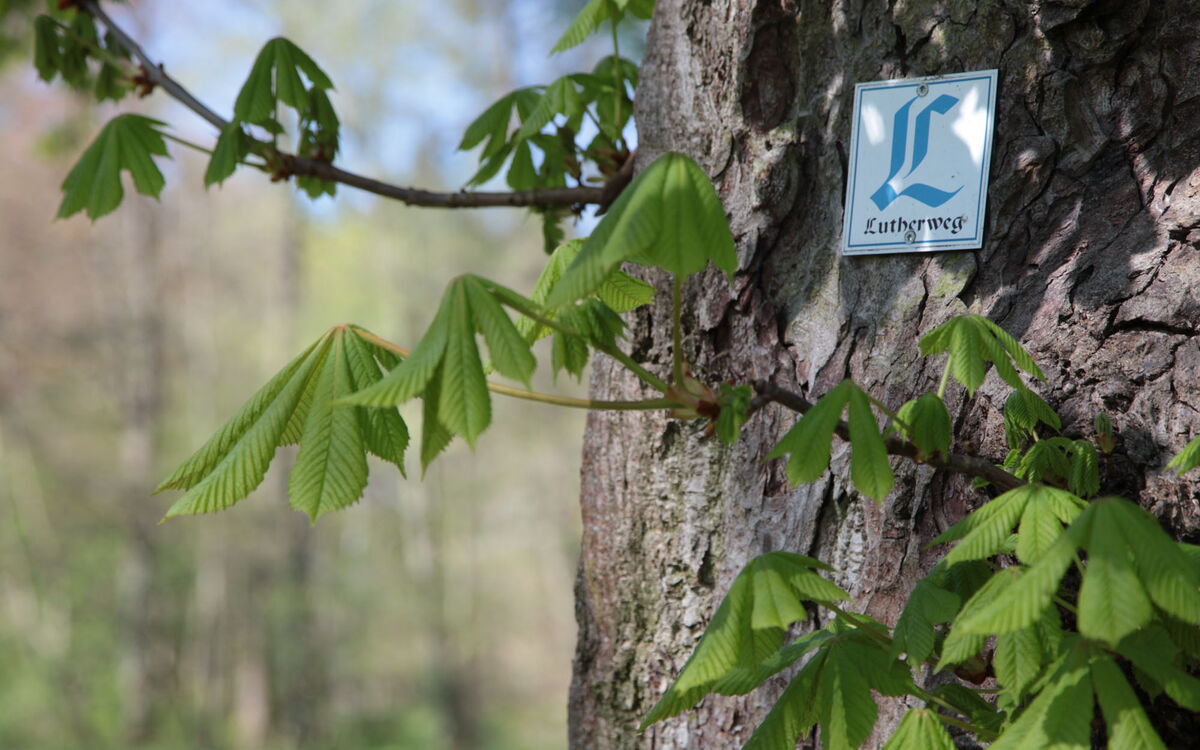 Lutherweg-Markierung im Kurpark Georgenthal
